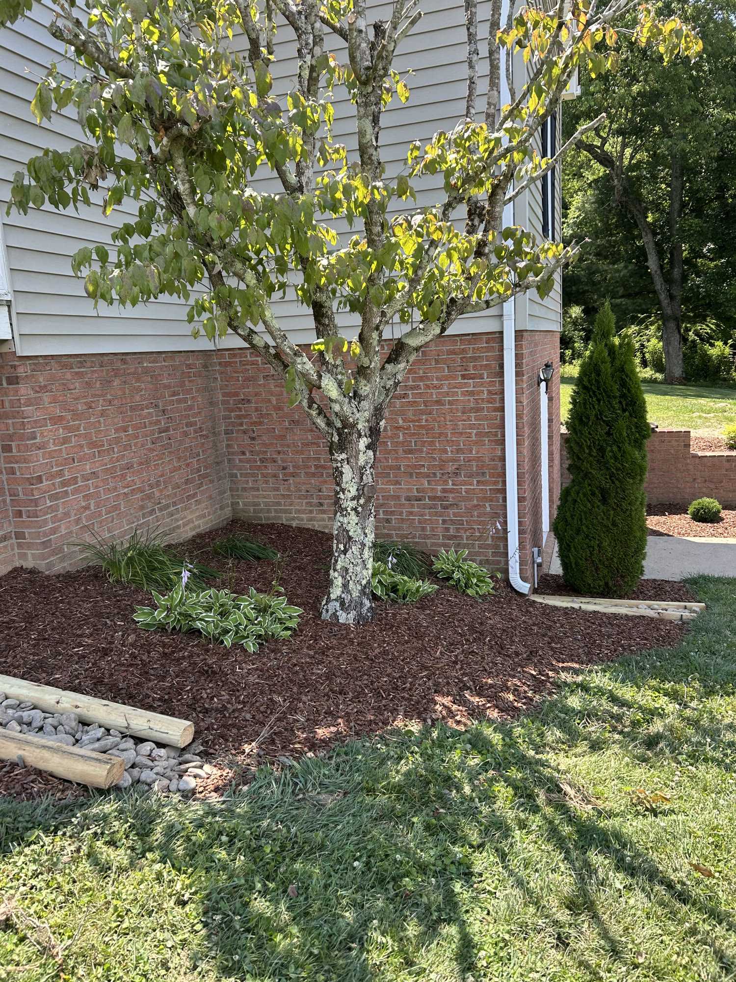 Mulched landscape bed with hostas around a shade tree
